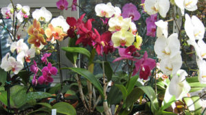 orquideas de botanico